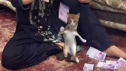 Unleashing the Ultimate Dance Moves of Adorable Cats