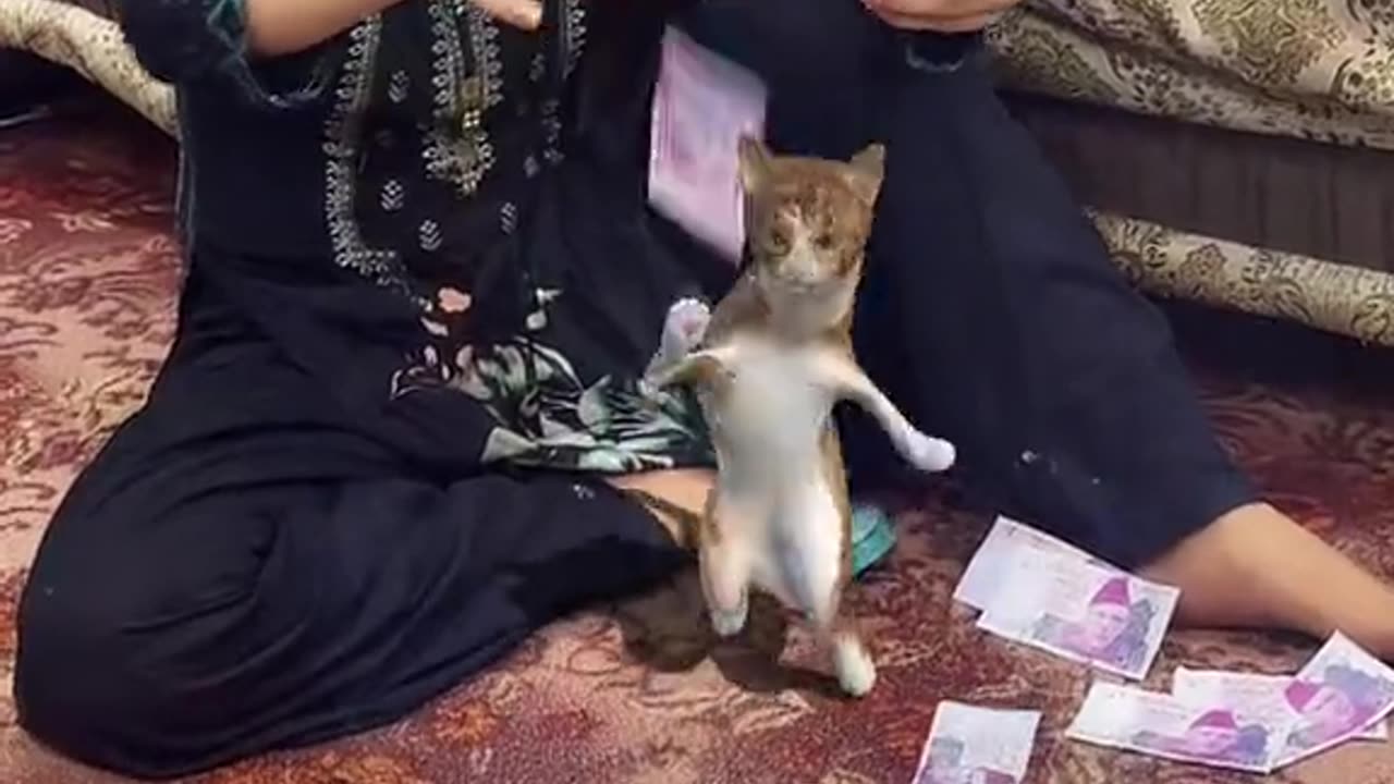 Unleashing the Ultimate Dance Moves of Adorable Cats