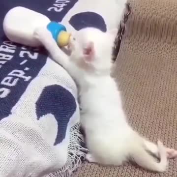 So cute, Kitten drinking milk from bottle
