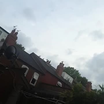 Seagulls on my roof waiting to eat my cats dinner🐦