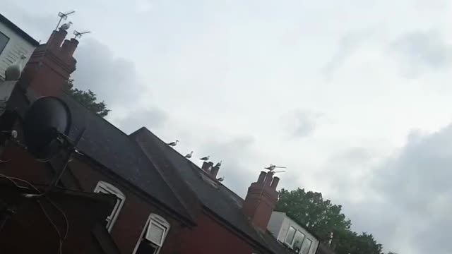 Seagulls on my roof waiting to eat my cats dinner🐦