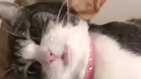 cute cat funny moment A #shorts