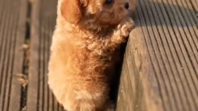 A dog has only its master for its whole life, but the master has many friends for his whole life.