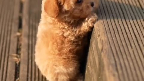 A dog has only its master for its whole life, but the master has many friends for his whole life.