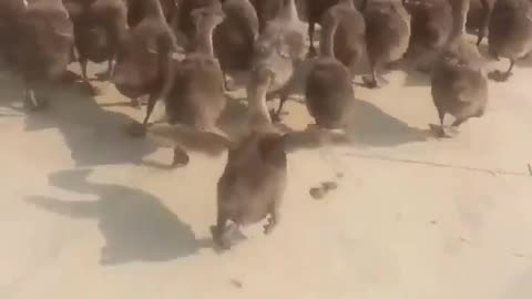 You will never walk alone 1