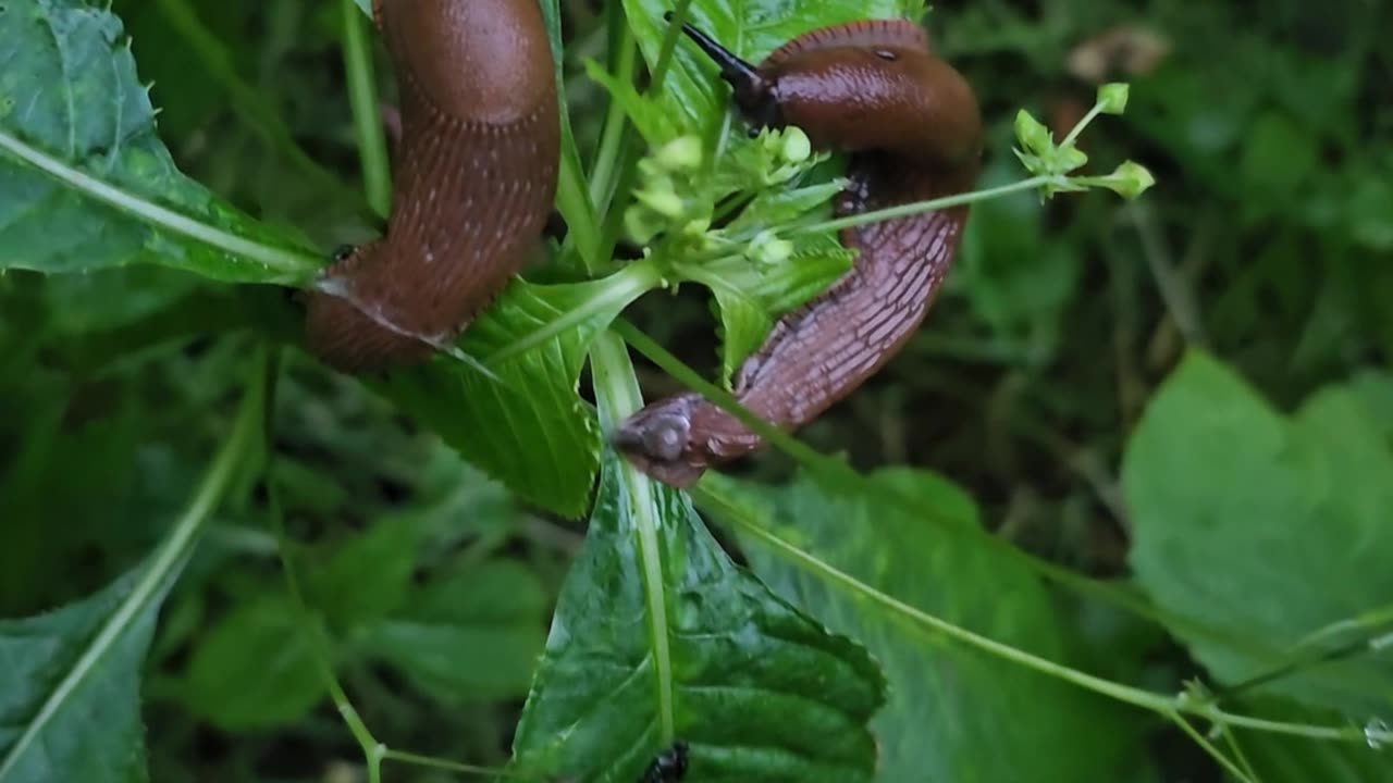 The reason for the vegane famines right now #mockumentary #nature #wildlife