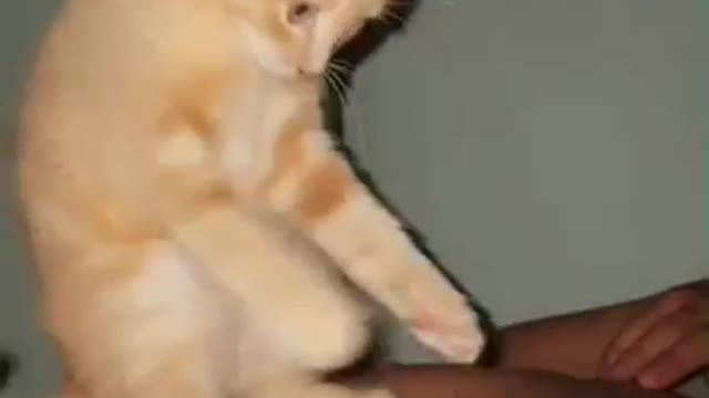 What is it and where is my milk?
