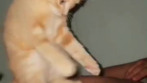 What is it and where is my milk?