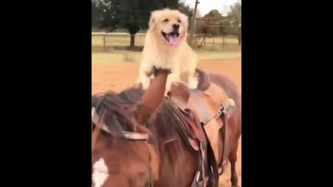 Hores riding of dog? lll so funny video😅