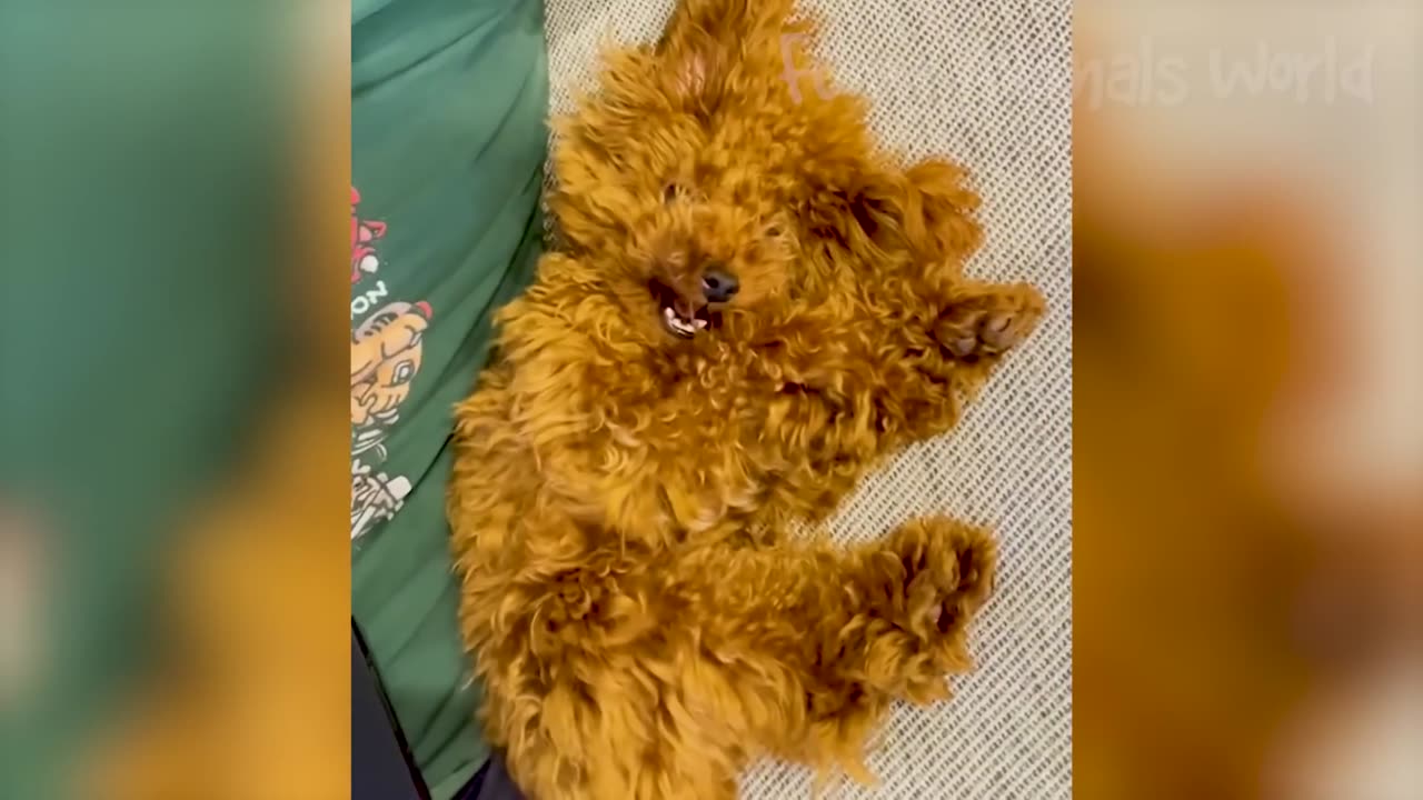 Animal's funny videos 🤣🤣