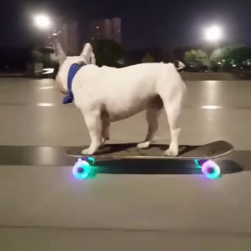 Amazing French Bulldog Rocks On Skateboard cool
