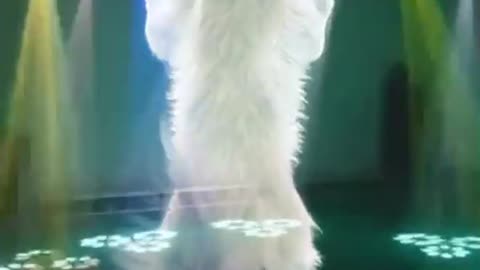 beautiful cat and dog9