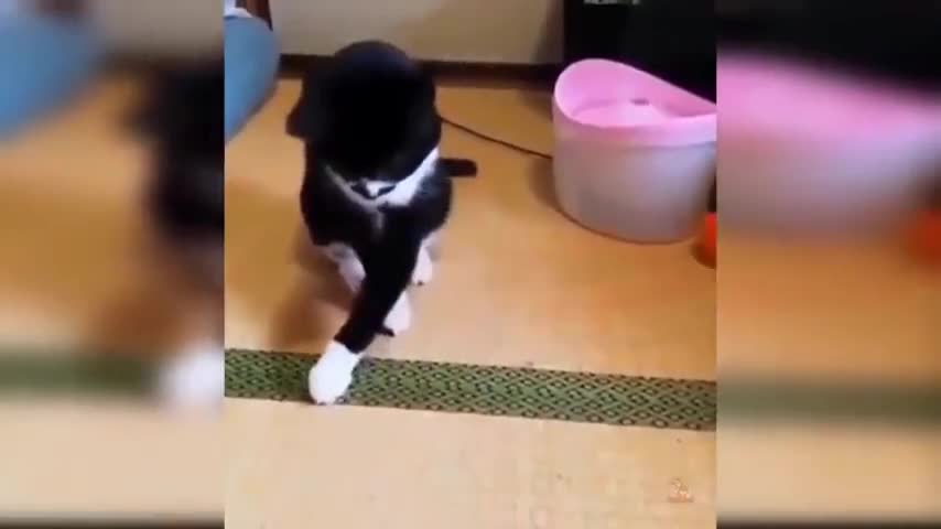 Cat funny playing with the ball.