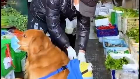 Smart Dogs Compilation - AnimalFunny19