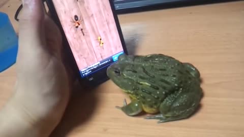 Ant crusher in African Bull Frog