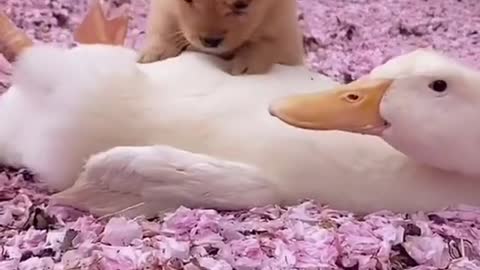 The cute dog and duck best frinds