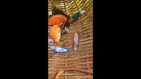 Viral Beautiful fish