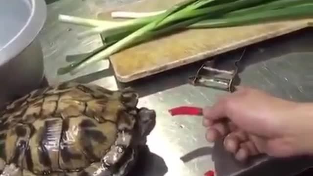 What happened to the turtle? 😲😲