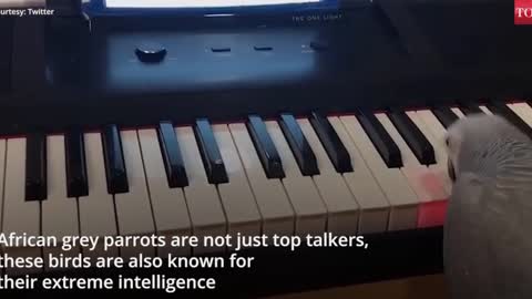 Amazing! African grey parrot plays tune on piano