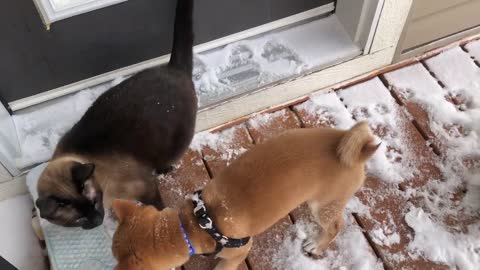 Dog Plays In The Snow Shiba Inu Puppy Loves Snow