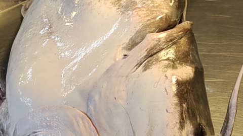 Giant Baghair Fish Live Video In Fish Market#shorts