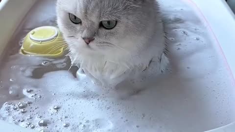 Cat Bath 🛁🚿 🥰