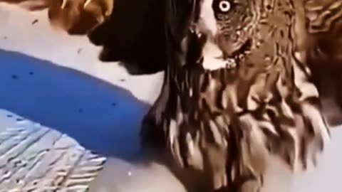 Dangerous bird
