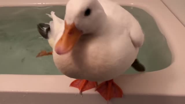My queen is BATHING! LEAVE AT ONCE!
