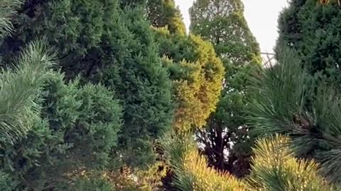 There are many trees on it