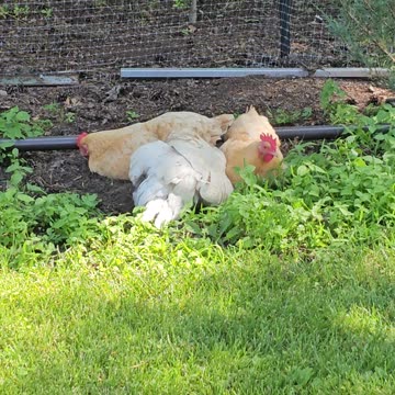 OMC! Sneaking up on little chickens 2 - hens taking a dirty dirt bath! #chickens #bath #shorts
