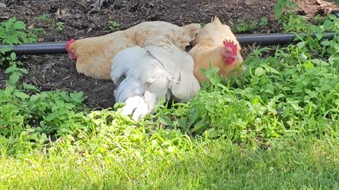 OMC! Sneaking up on little chickens 2 - hens taking a dirty dirt bath! #chickens #bath #shorts