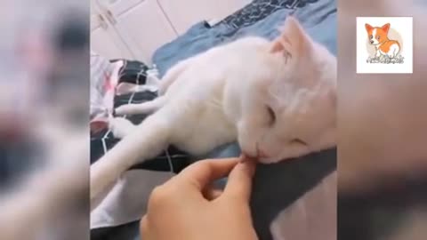 OMG So Cute Cats Best Funny Cat Videos 2021 -pet lover for like you