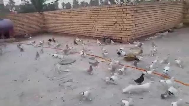 The most beautiful Masaki birds are from Karbala