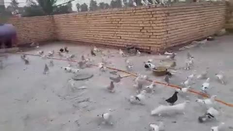 The most beautiful Masaki birds are from Karbala