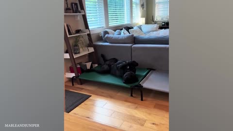 Funny dog