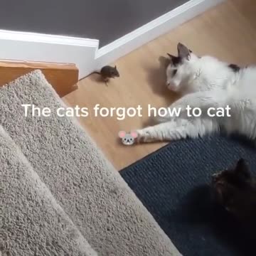 can feel the adrenaline of the mouse 🐭🙏🏼⁠