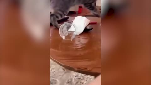 What a bad kitty