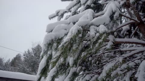 Snowfall from a tree branch
