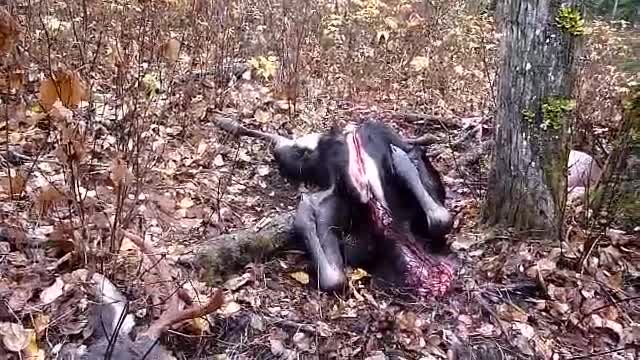 Late fall moose hunt
