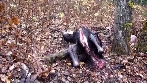 Late fall moose hunt