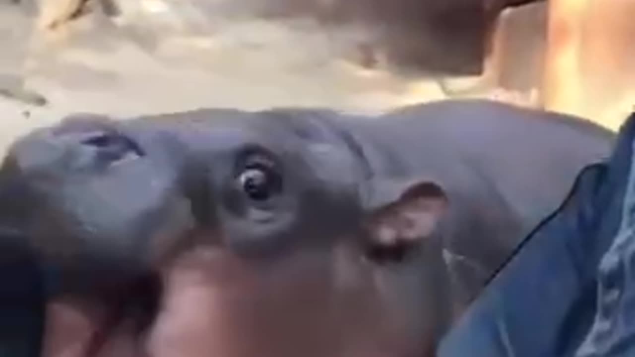 I have a ferocious bite !!