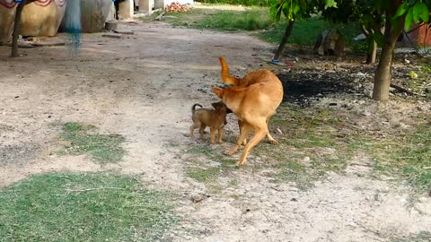 Puppy with her mom