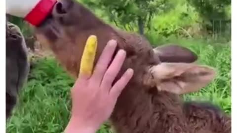 Do Animals have emotional