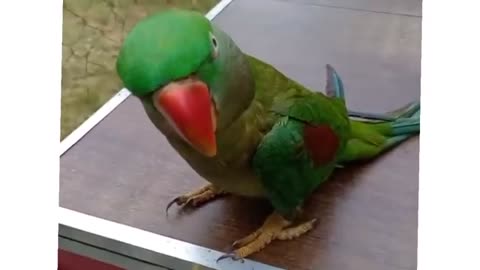 Bolta popat