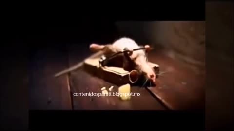 VIDEOS GRACIOSOS PARA MORIRSE DE RISA #2