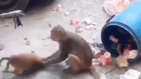 Funny dog monkey fighting