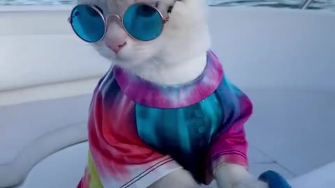 "Look, look, watcha lookin’ at??!!!⁠ What do ya think of my LOOK….?"