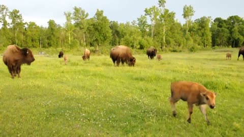 Bison baby calf running