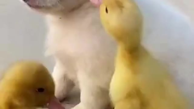 OMG_So_Cute_Dogs_💖_Best_FunDogs_New_Videos_2021,