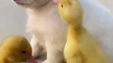 OMG_So_Cute_Dogs_💖_Best_FunDogs_New_Videos_2021,